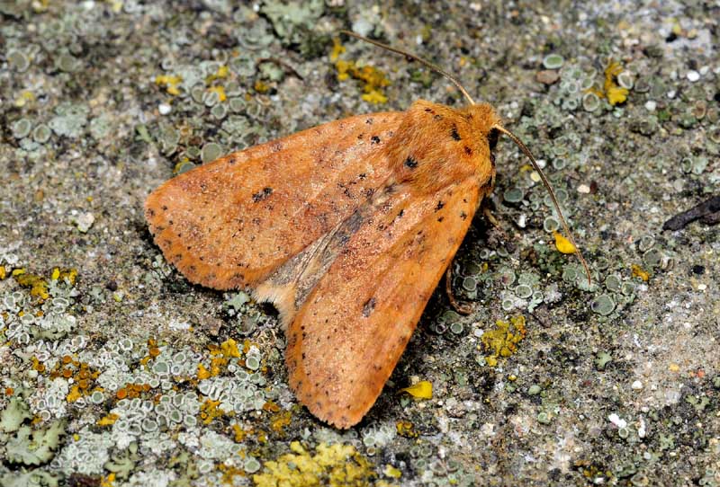 Noctuidi di stagione